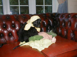 (Cleaner) Tufty puppy!